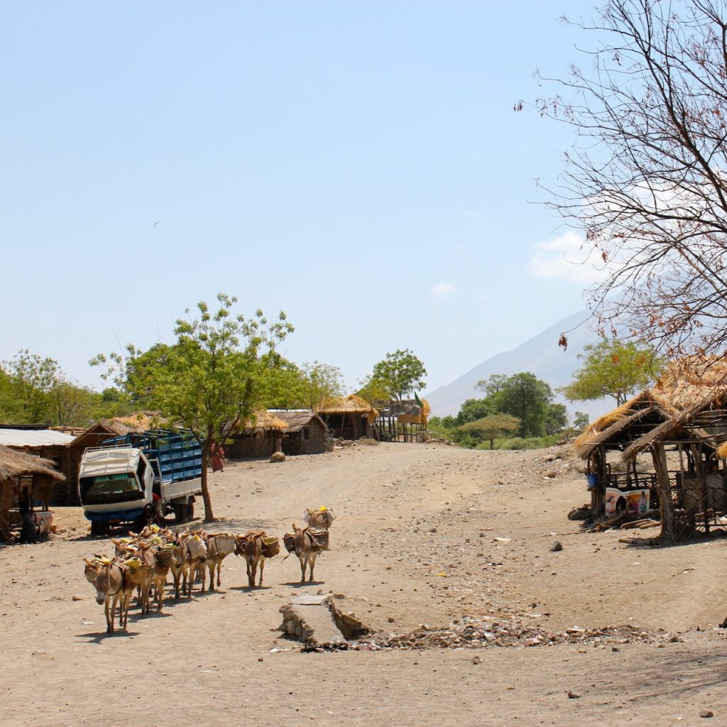Immagine safari Tanzania 44