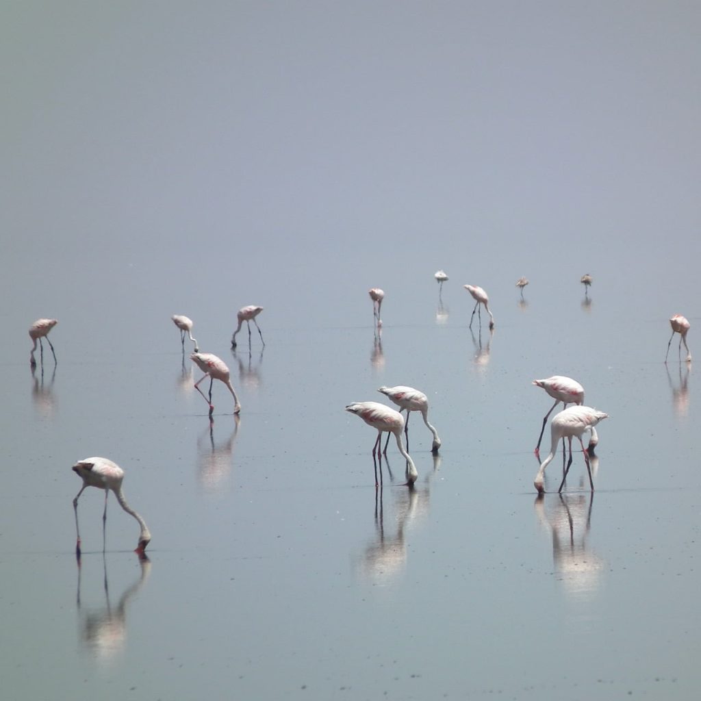 Immagine safari Tanzania 60