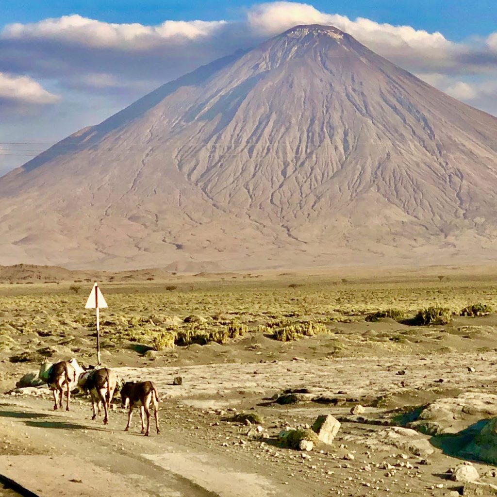 Immagine safari Tanzania 54