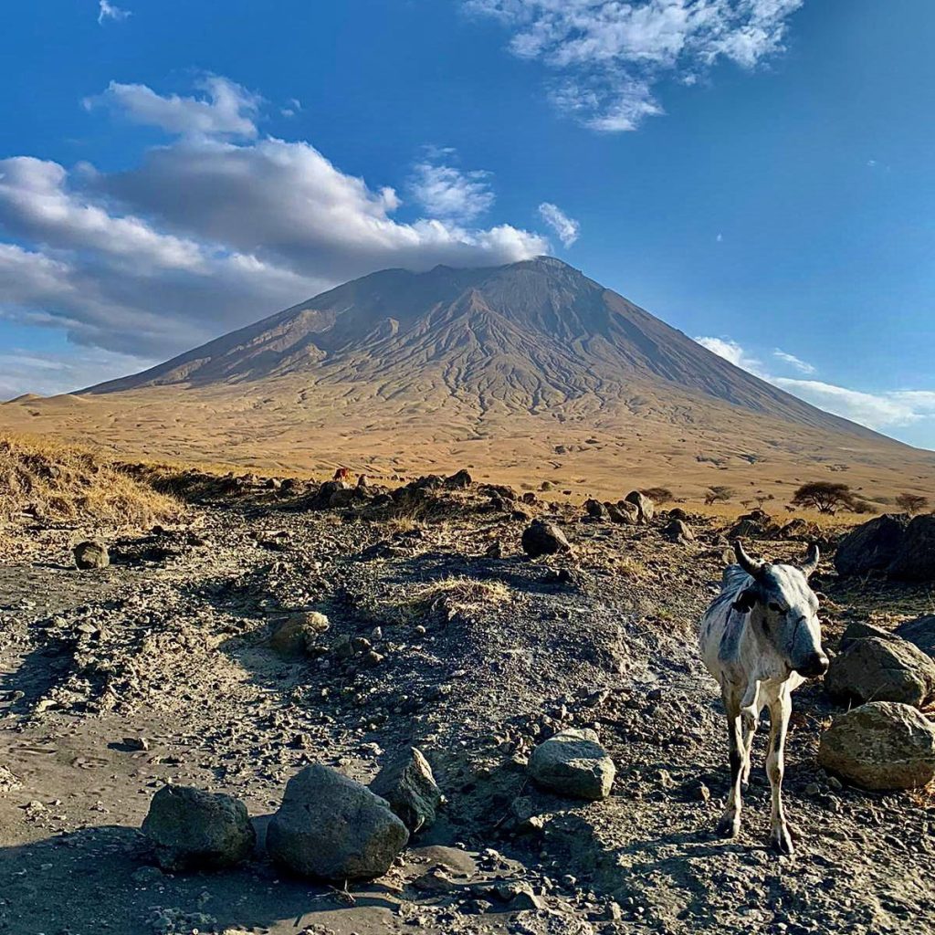 Immagine safari Tanzania 34