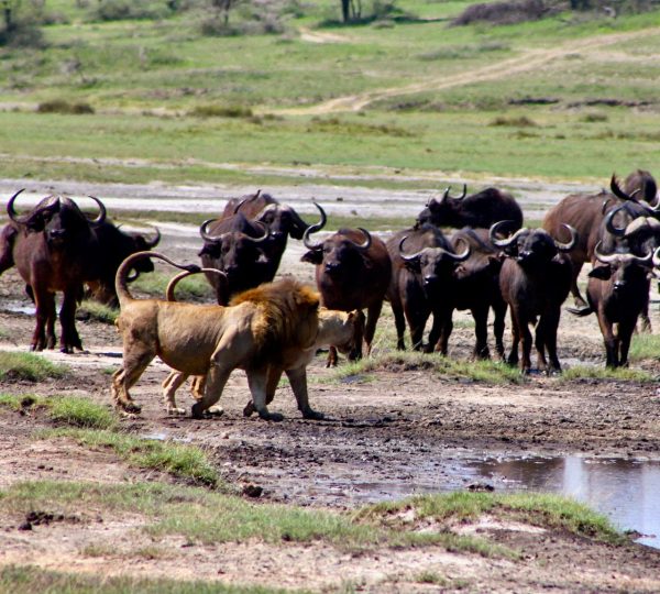 Regione Ndutu