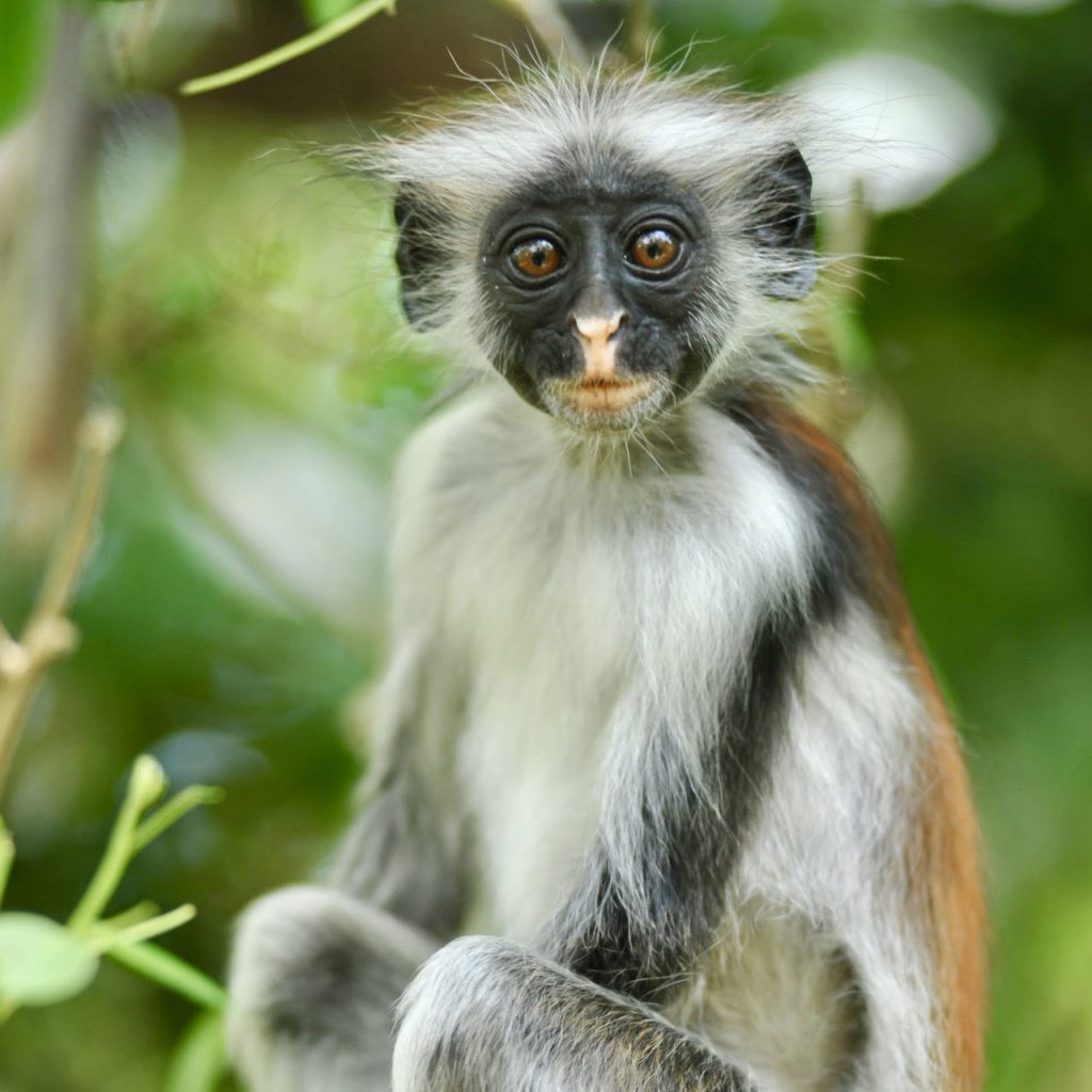 Immagine safari Tanzania 94
