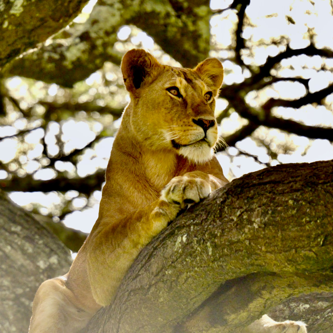 Manyara