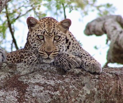 Quali animali si possono osservare nel Serengeti?