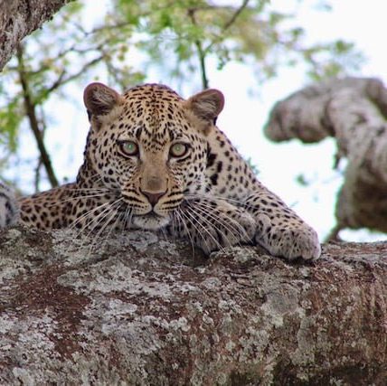 leopardo serengeti