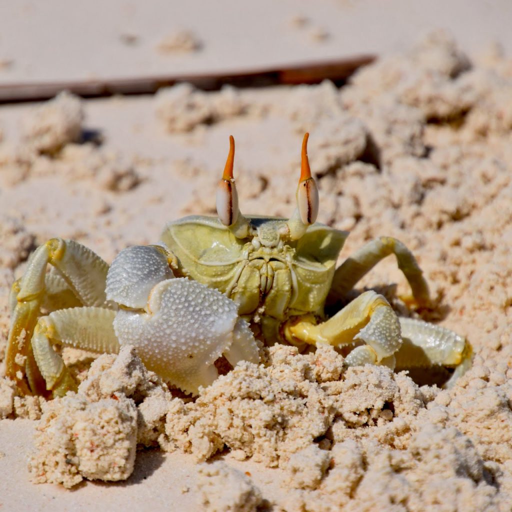 Immagine safari Tanzania 150