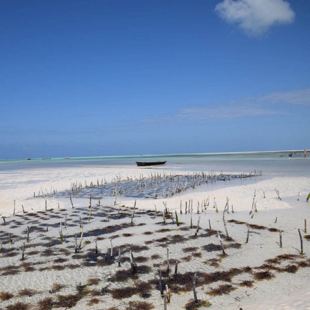 Immagine safari Tanzania 154