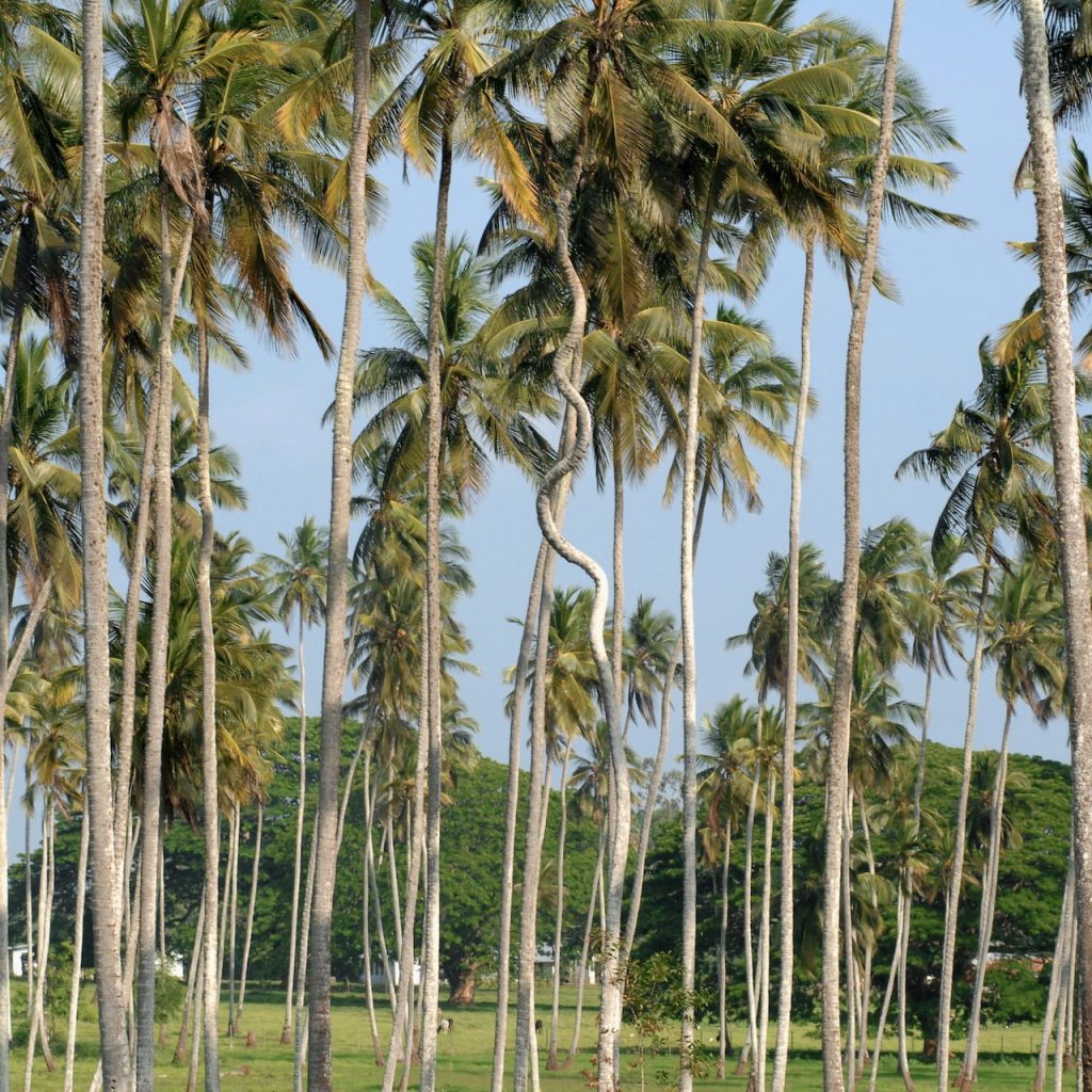 Immagine safari Tanzania 132