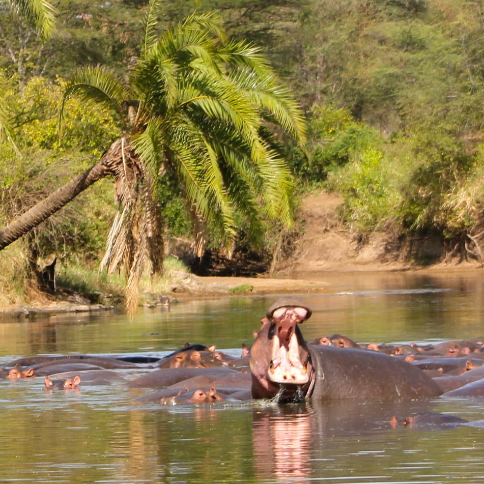 Hippopotame Serengeti