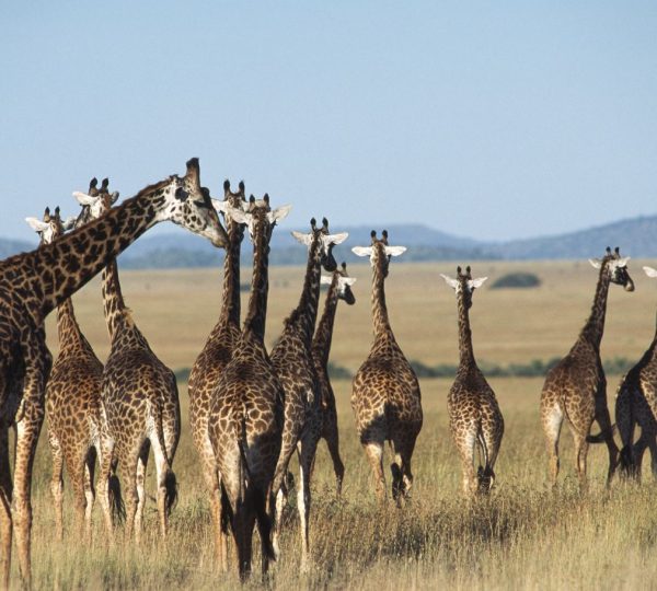 Giraffe Tarangire