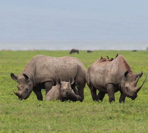 Rinoceronte Neptune Ngorongoro Lodge di Lusso
