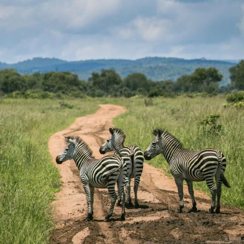 Safari di gruppo Karibuni