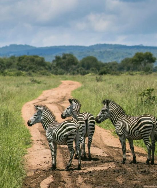 Safari di gruppo Karibuni