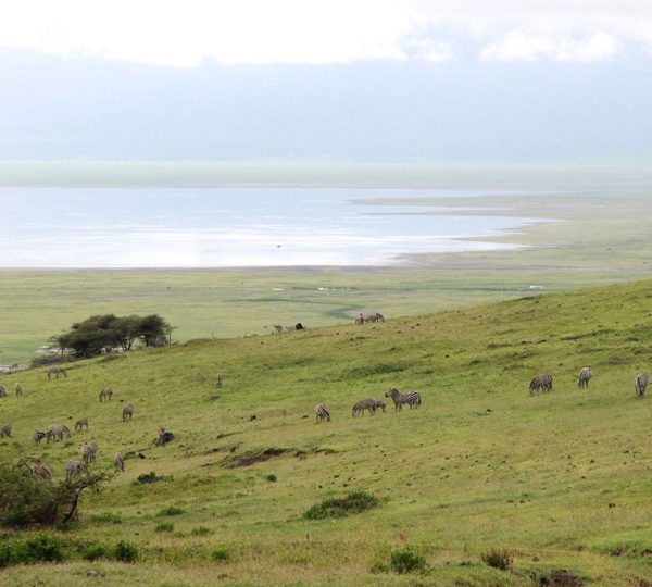 Zebres Neptune Ngorongoro Lodge di Lusso