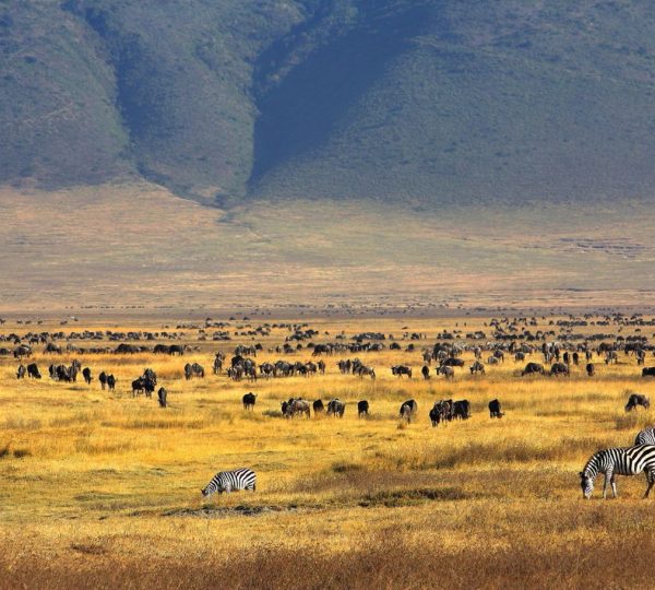 animali Ngorongoro Casa Colonica