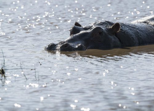 Quali animali osservare al lago Victoria ?