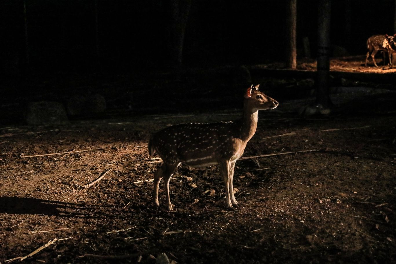 Safari notturno