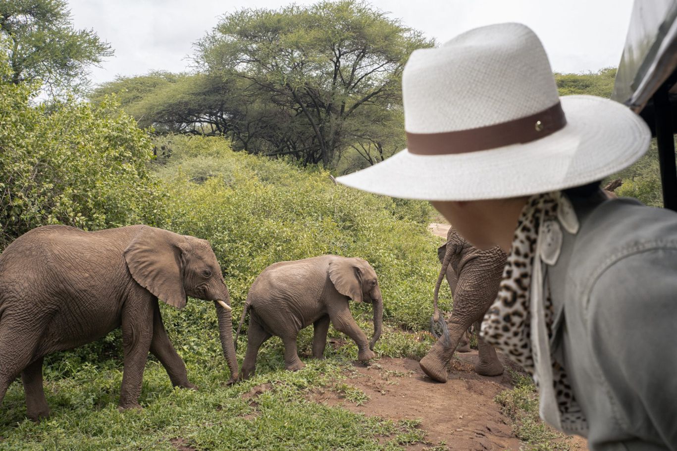 safari elefante