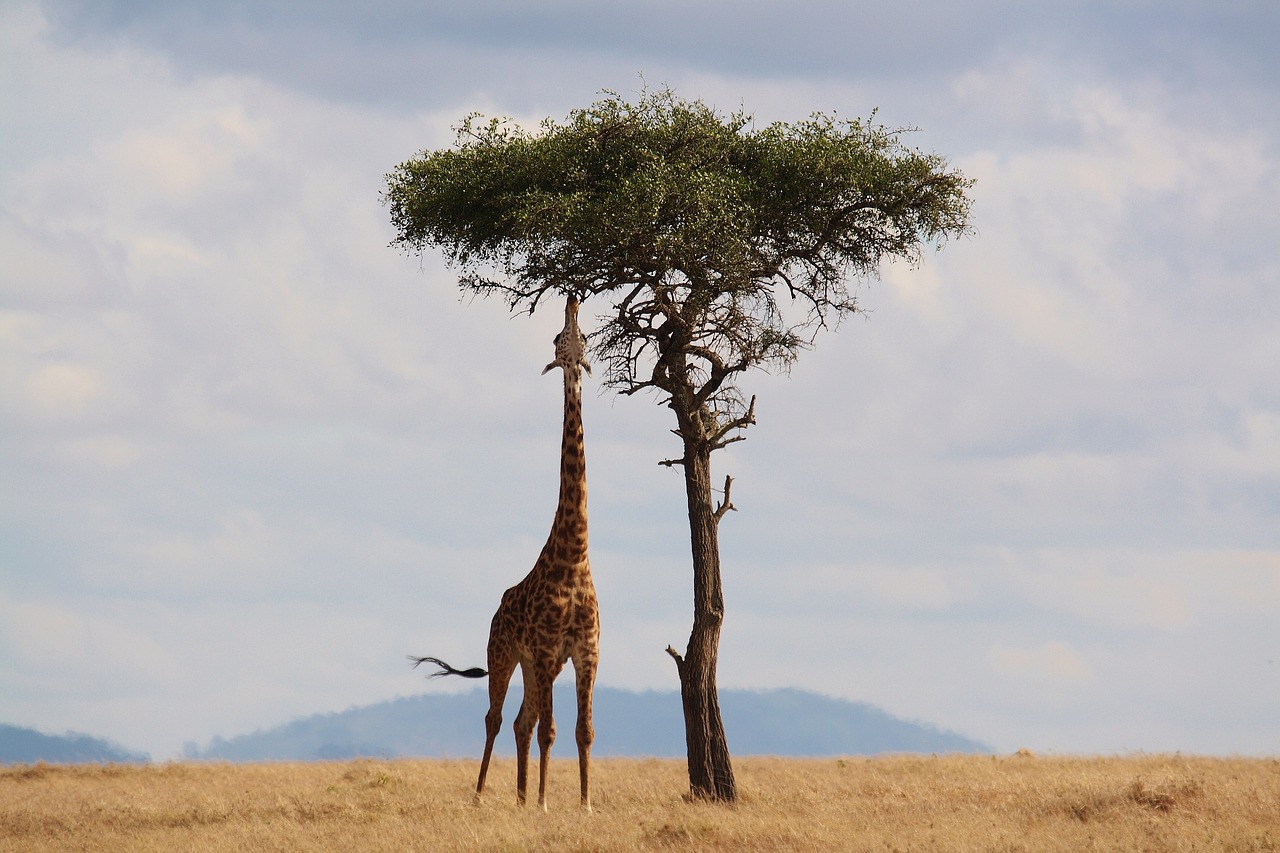 Giraffa in Tanzania