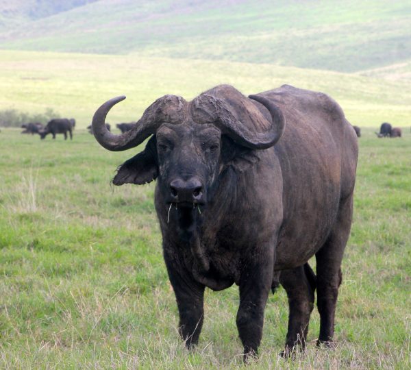 Il bufalo del parco Serengeti