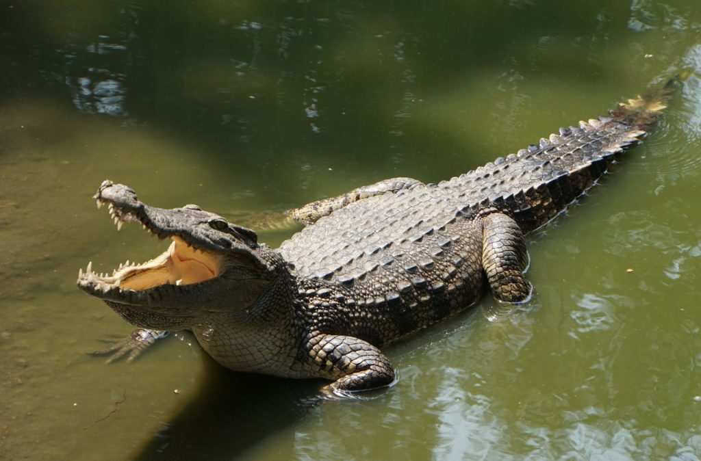 Coccodrillo al lago Victoria