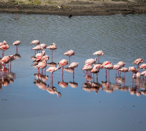 Fenicotteri rosa al lago Victoria