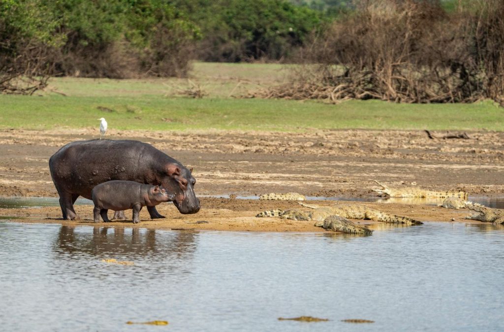 Ippopotamo al lago Victoria
