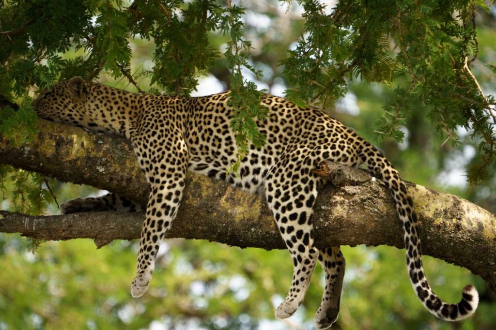 Leopardo del Serengeti