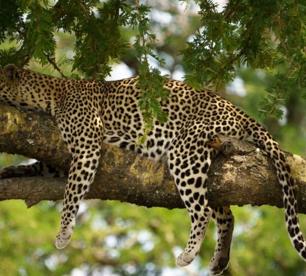 Leopardo Serengeti
