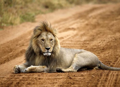 Safari di gruppo Spirito della Tanzania