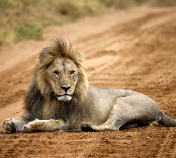 Leone serengeti