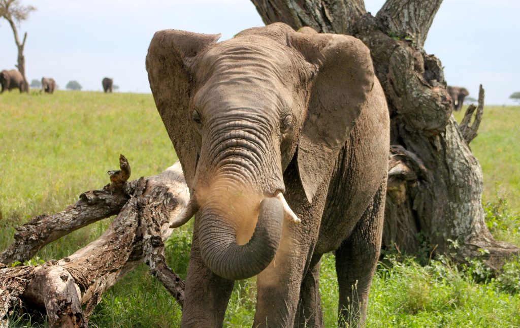L'elefante del parco Serengeti