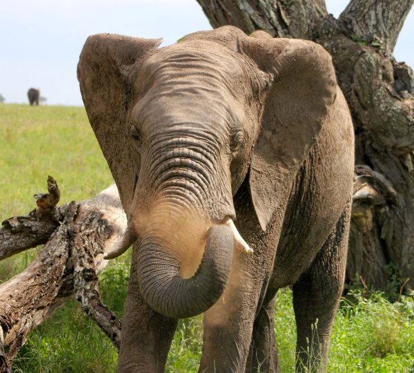 L'elefante del parco Serengeti