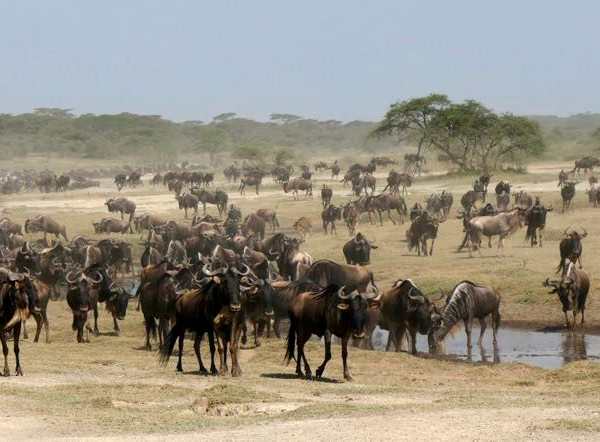 Migrazione Serengeti