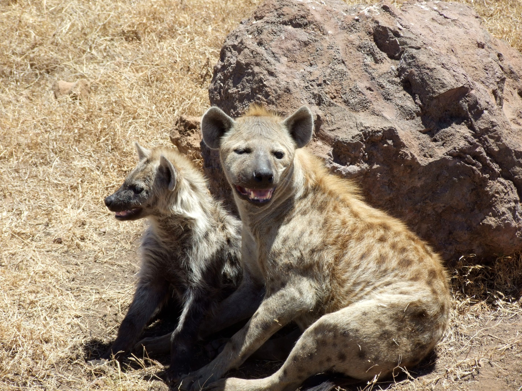 L'iena del parco Serengeti