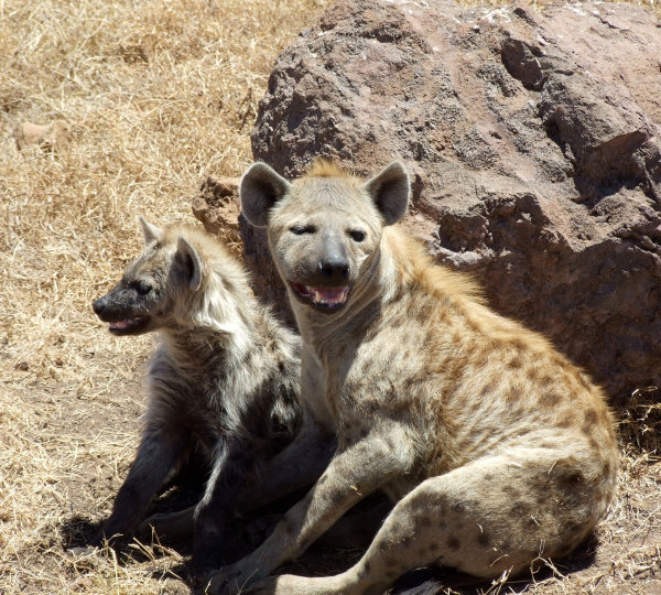 La iena del parco Serengeti