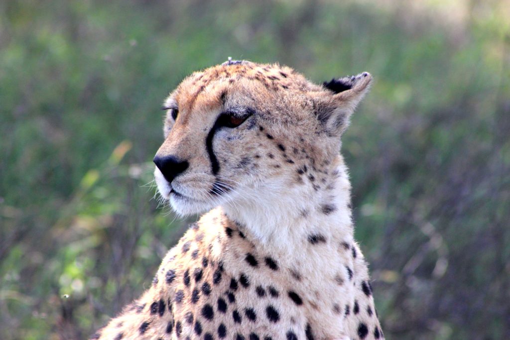 Il leopardo del parco Serengeti