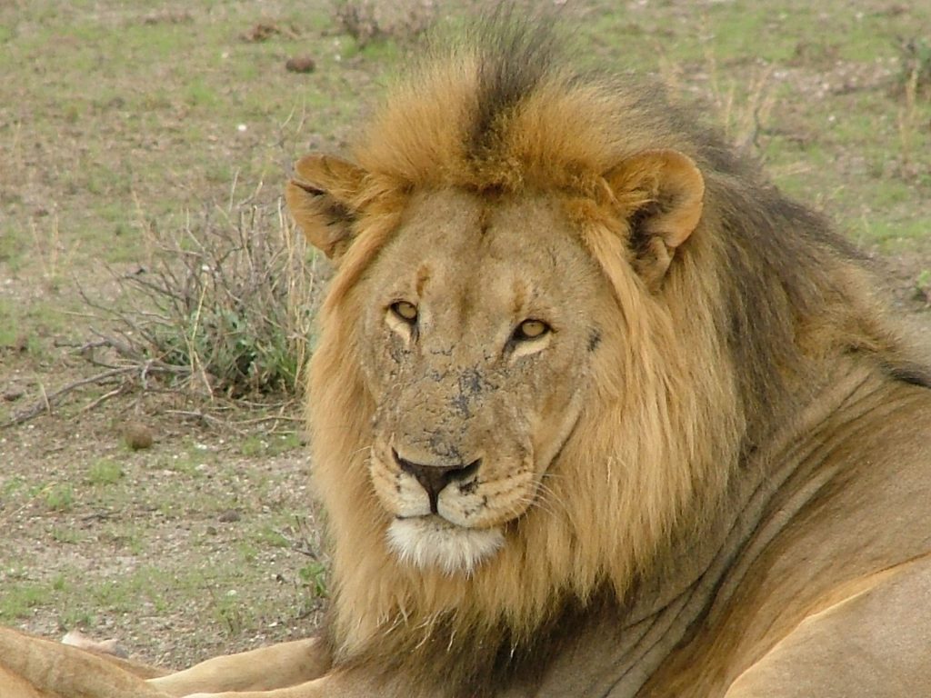 Il leone del parco Serengeti