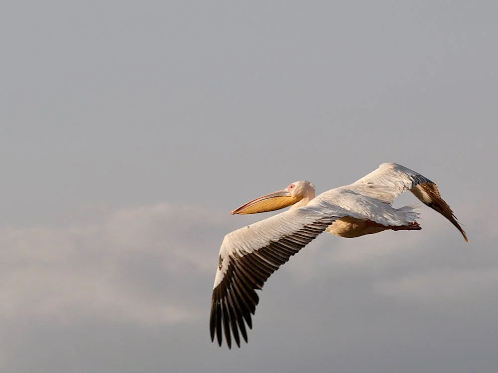 Gli uccelli in Tanzania