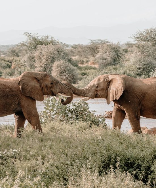 Safari Karibuni 5 giorni