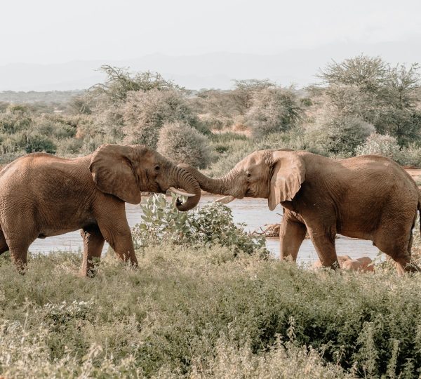 Elefante Tanzania