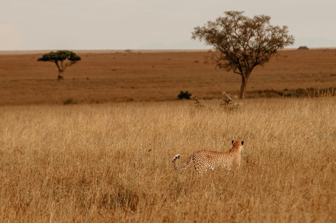 Quando andare in Tanzania per un viaggio?