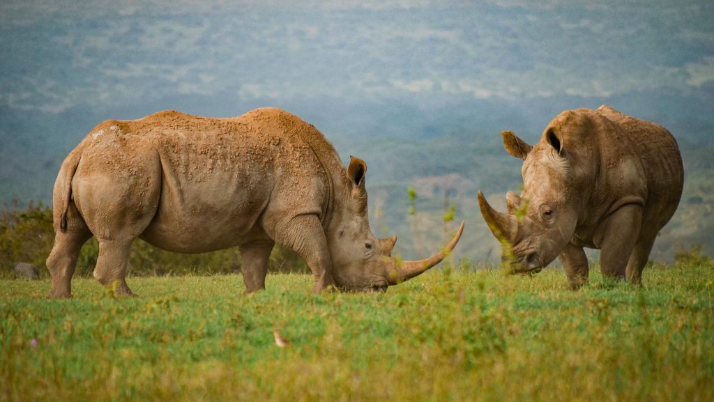 Il rinoceronte del parco Serengeti