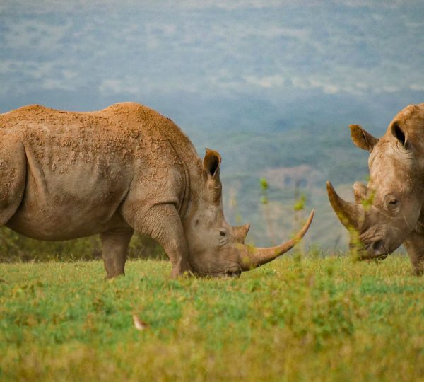 Il rinoceronte del parco Serengeti