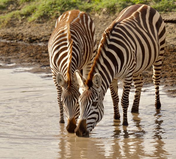 Zebre del Serengeti