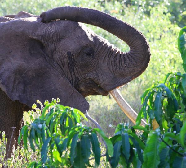 Elefante di Manyara