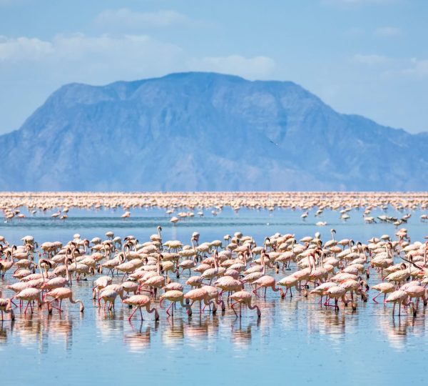 Fenicotteri rosa del Natron