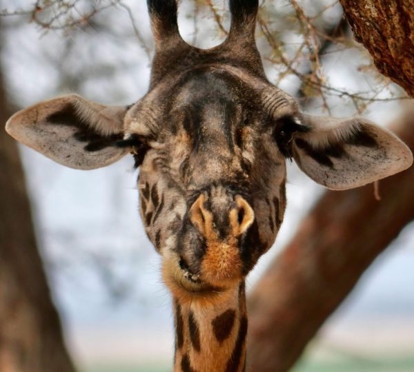 Giraffa di Tarangire
