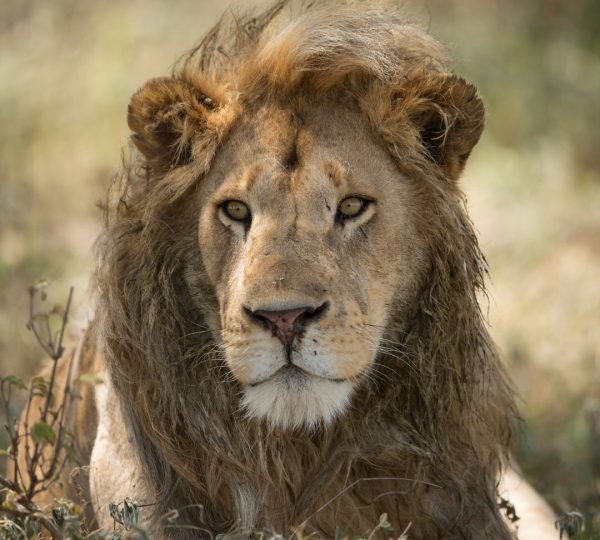 Leone di Ndutu