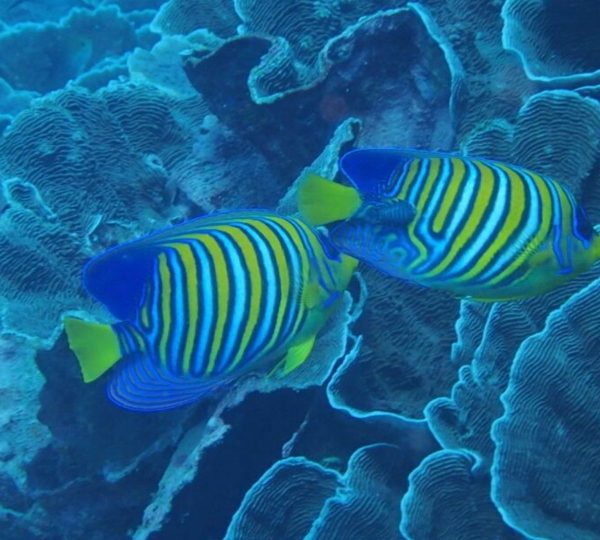 Pesci Zanzibar